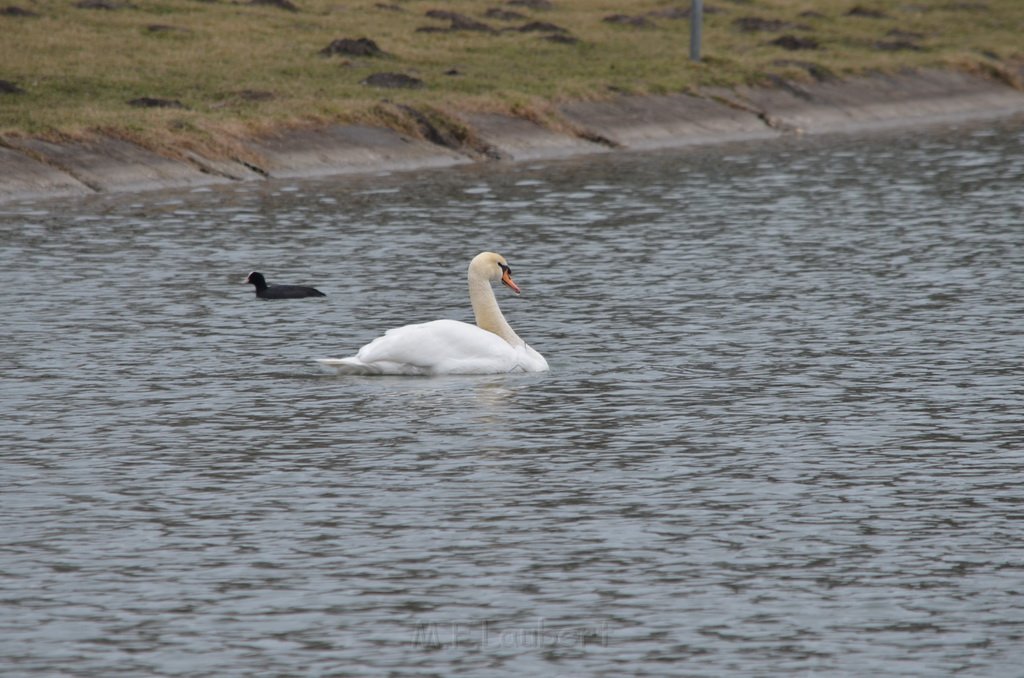 Einsatz BF Schwan mit Angelschnur Koeln Decksteiner Weiher P43.JPG - Miklos Laubert